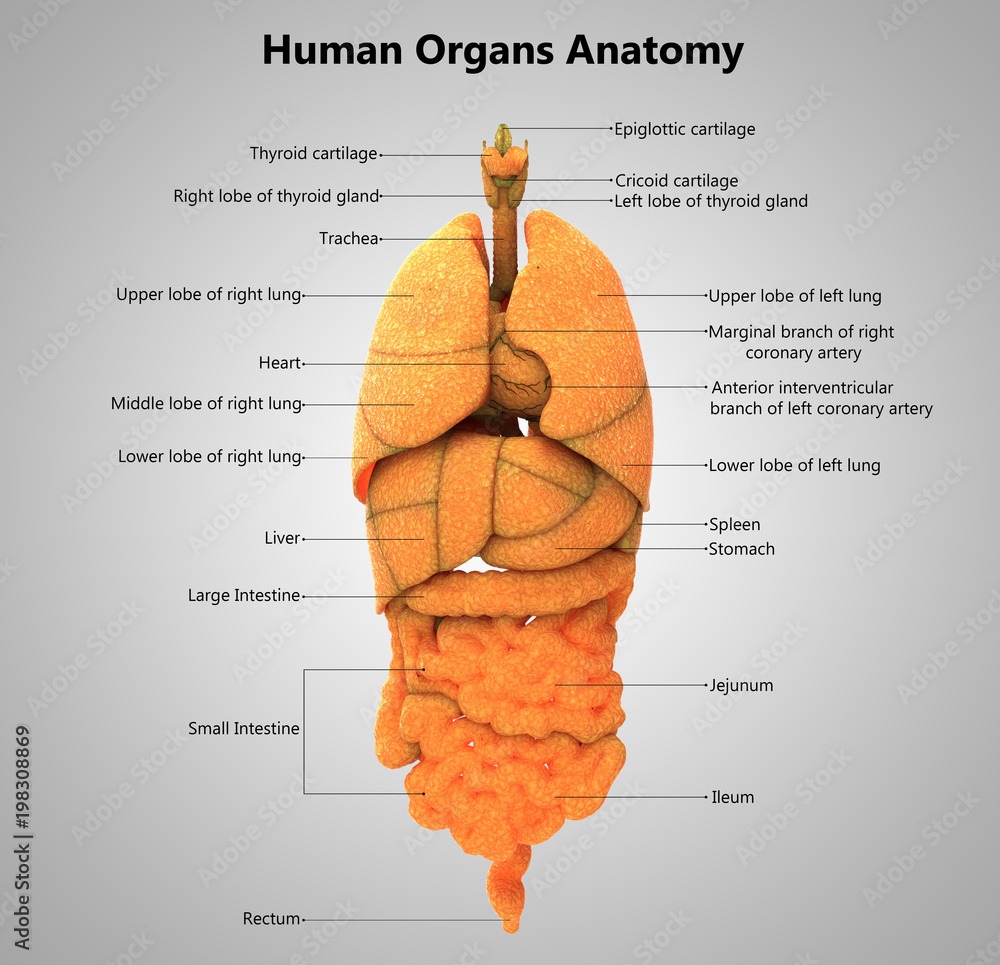 Human Body Organs label design Anatomy Stock Illustration | Adobe Stock