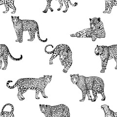 Wall Mural - Seamless pattern of hand drawn sketch style leopards isolated on white background. Vector illustration.