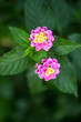 Beautiful pink flower on nature green leaves background. Nature