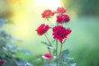Garden roses. Red flowers in flowerbed at btight sunshine. Beautiful plants in summer