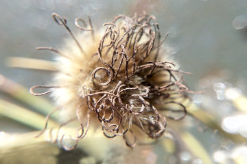 Dried winter flower in the sun blurred background