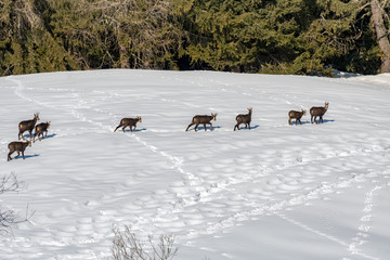 Wall Mural - Chamois deer on white snow in winter