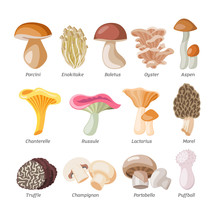 Mushroom Vector Natural Fungus And Mushrooming Organic Food Illustration Set Of Edible Champignon Isolated On White Background