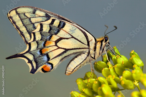 Fotografía Old World swallowtail butterfly