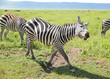 lustiges Zebra, gestreiftes Tier, Safari in Afrika, happy