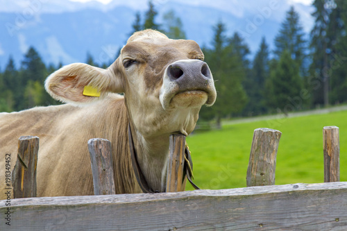 Kuh Allgau Lustig Niedlich Witzig Viehscheid Kaufen