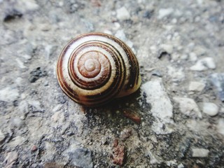 lonely snail shell on the asphalt