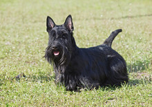 Portrait Of The Scottish Terrier On A Natural Green Background