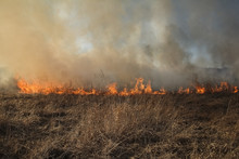 Forest Fire, Burning Grass And Small Trees. Fire Burns Grass And Branches