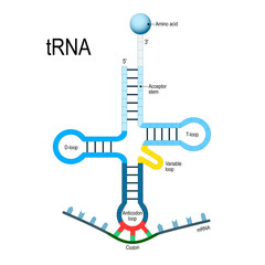 Wall Mural - Transfer RNA. genetic code.