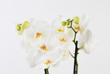 Fototapeta Storczyk - Beauty orchid on a white background.