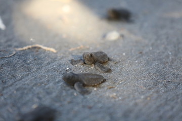 Naissance tortue anse noire martinique 2