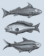 Collection Of Three Different Fishes From Brazil In Side View (after A Vintage Woodcut, Illustration, Engraving From The 17th Century). Easy Editable In Llayerrs