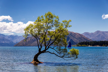 Wall Mural - Lonely tree in a lake and a yacht in Wanaka, New Zealand