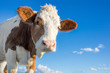 Bio Landwirtschaft junge Kuh in freier Natur freilaufende Kühe milchkuh milchkühe weidemilch weide blauer himmel, rinderzucht rinderaufzucht kälberzucht biologisch bio biofleisch junges kalb kälbchen