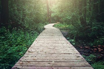 Wooden pathway through forest woods in the morning. Summer nature travel and journey concept