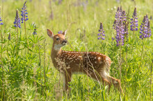 White-Tailed Deer Fawn (Odocoileus Virginianus) Sniffs At Plant