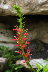 Wall Mural - Cardinal Flower