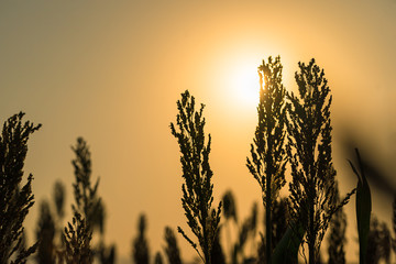 Wall Mural - Close up Sorghum in field agent sunset