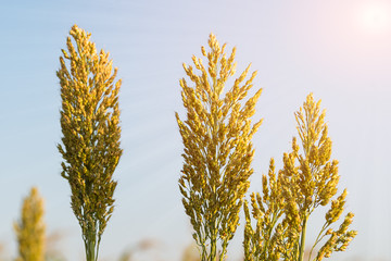 Wall Mural - Close up Sorghum in field agent blue sky