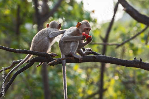 Close up monky. Canvas Print