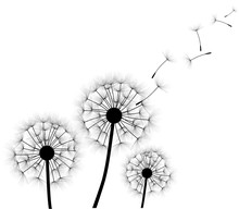 Vector Dandelion Blowing Silhouette. Flying Blow Dandelion Buds Black Outdoor Decoration On White.