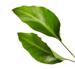 Leinwandbild Motiv Calathea foliage, Exotic tropical leaf, Large green leaf, isolated on white background with clipping path