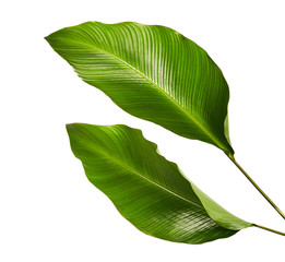 calathea foliage, exotic tropical leaf, large green leaf, isolated on white background with clipping