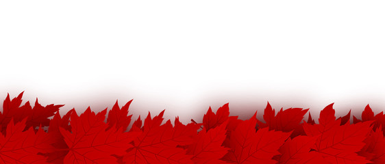 Wall Mural - canada day background design of red maple leaves isolated on white background vector illustration