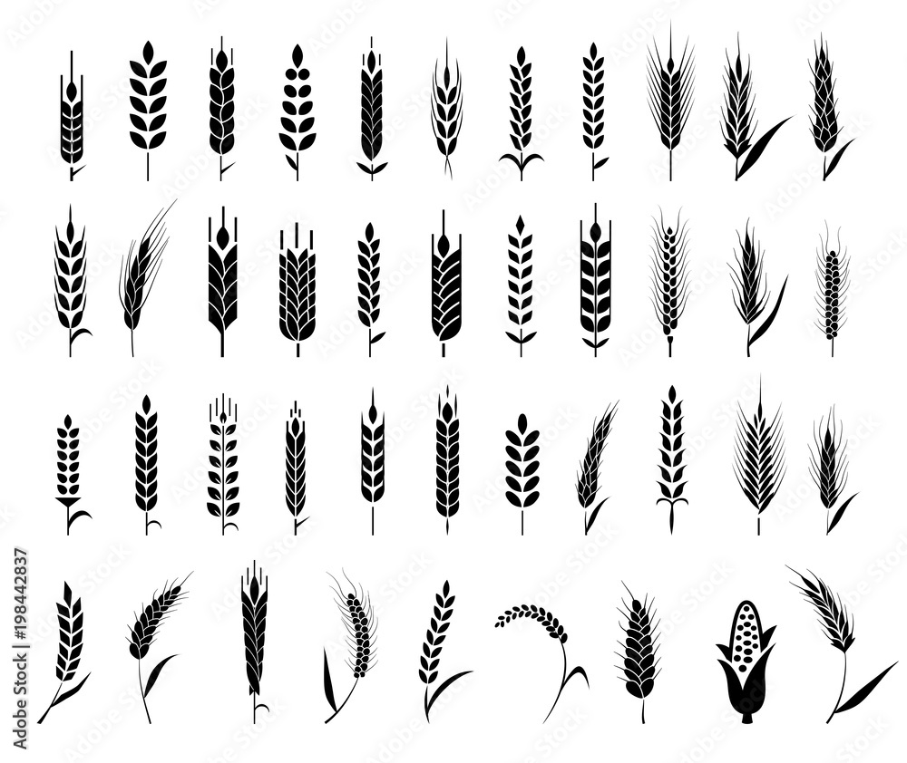 Ears of wheat bread symbols. - obrazy, fototapety, plakaty 