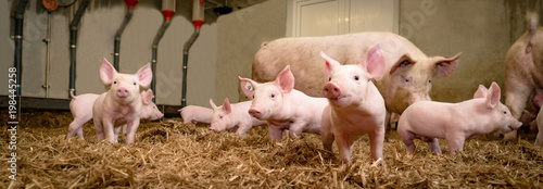 Fotomural Schweinezucht - Gruppenhaltung von Saugferkeln auf Stroh
