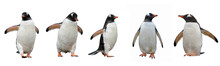 Gentoo Penguins Isolated On White Background