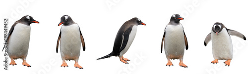 Fotografía Gentoo penguins isolated on white background