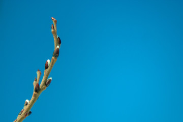 Green branch with buds at spring sunny day on blue sky