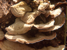 Close Up Growing Old Rotten Decaying Bracket Fungus Tree Stump