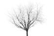 © jadams08 - Tree in foggy winter