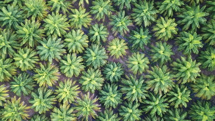 Poster - Oil palm plantation. Palm trees from above