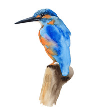 Blue Kingfisher Bird Watercolor Painting On White Background
