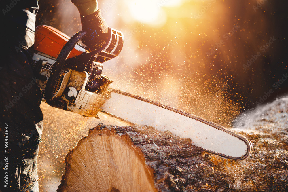 Chainsaw. Close-up of woodcutter sawing chain saw in motion, sawdust fly to sides. - obrazy, fototapety, plakaty 