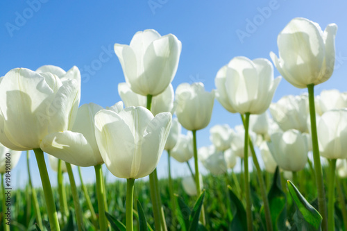 Dekoracja na wymiar  biale-tulipany-na-tle-blekitnego-nieba
