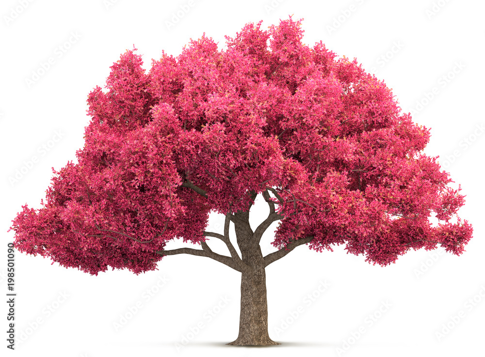 cherry blossom tree isolated 3D illustration Stock Illustration | Adobe ...