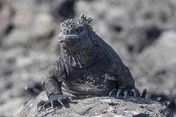 Iguana, eine Meeresechse auf Galapagos