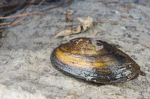 Closeup Of A Fresh Water Swan Mussel On Dry Land