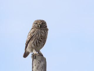 Canvas Print - Little owl, Athene noctua