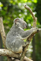 Wall Mural - koala on eucalyptus tree in australia.