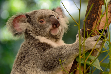 Wall Mural - koala on eucalyptus tree