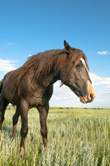 portrait of a wild horse