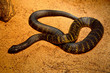 Black tiger snake (Notechis ater humphreysi)