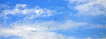A Lot Of White Gulls Fly In The Cloudy Blue Sky