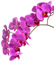 orchids on isolated background. beautiful flower branches orchids.